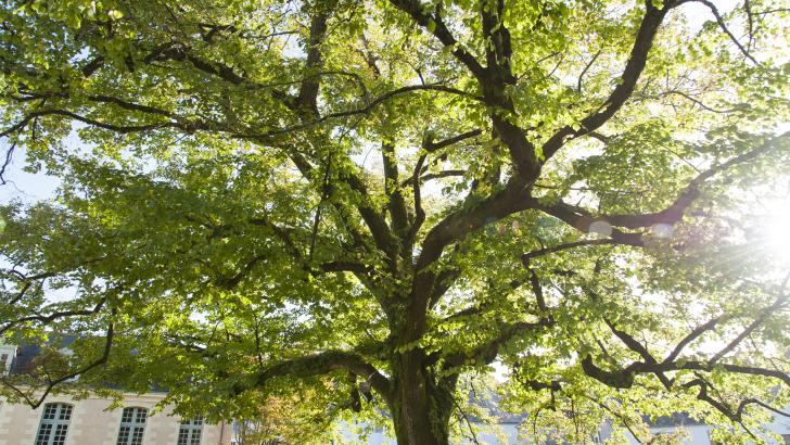 Tilleul Arbre Jardin de Limur