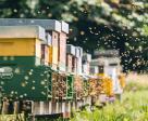 Découverte des abeilles et fabrication d