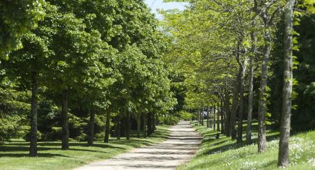 arbres