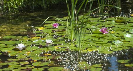 Espace Vert Jardin de Collection Salines de Conleau