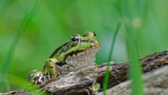 Grenouille-verte_02_Olivier-Trepos