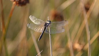 sympetrum-noir-Venec_E_HOLDER