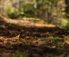 Ça grouille de vies dans le sol forestier ! Zoom sur les travailleurs de l