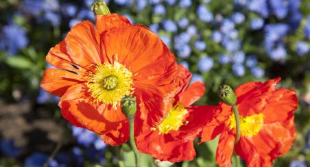 Vannes Côté Jardin
