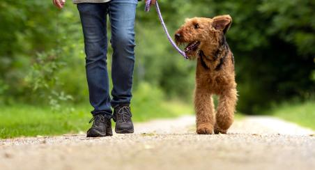 chien en laisse